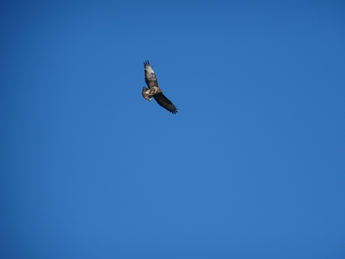 Western Common Buzzard