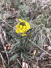 Erysimum asperum