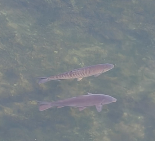 Grass Carp
