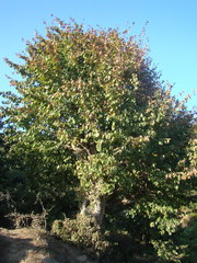 Parrotia persica