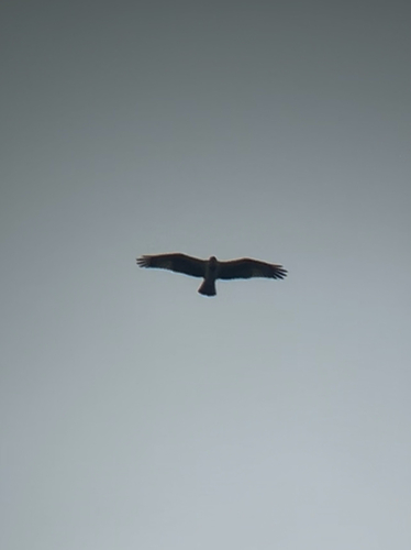 iNaturalist image