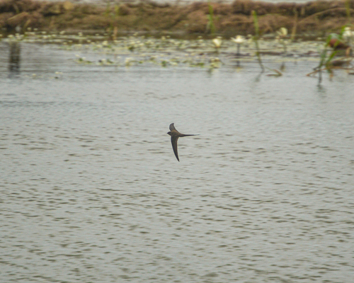 African Palm Swift