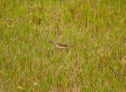 Long-legged Pipit