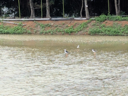 iNaturalist: (c) Lyl, some rights reserved (CC BY-NC), uploaded by Lyl iNaturalist image