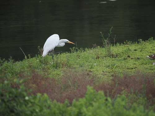 iNaturalist image