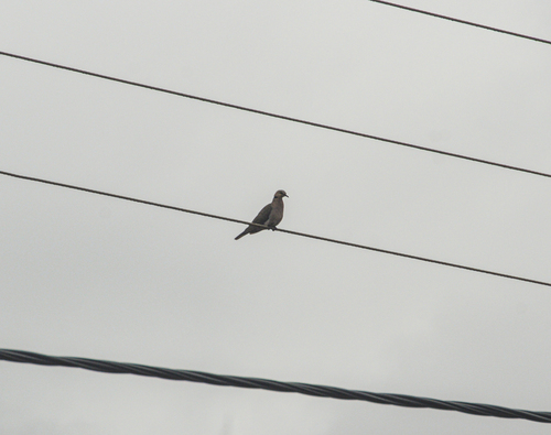 Red-eyed Dove