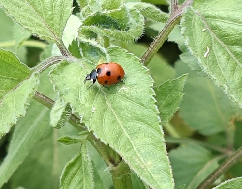 Seven-spotted Lady Beetle