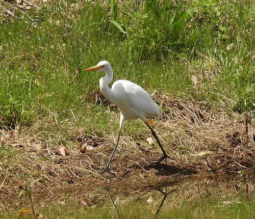 iNaturalist image