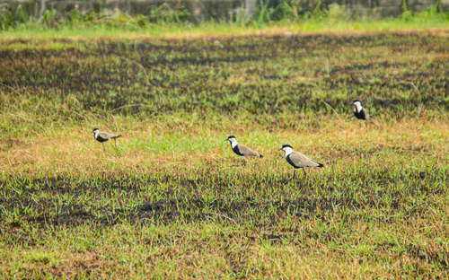 Spur-winged Lapwing