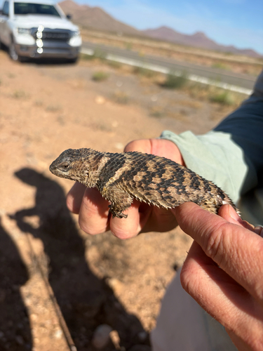 Crevice Spiny Lizard