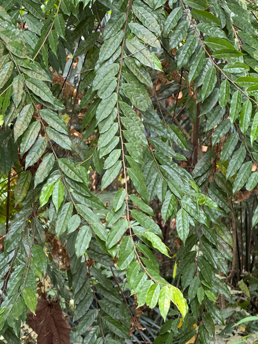 Symplocos fasciculata observed 2026-09-10