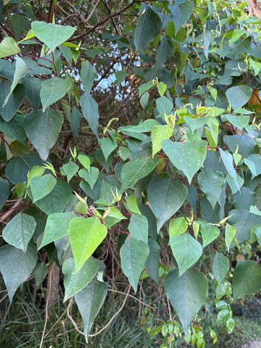 Homalanthus populifolius, photograph 5