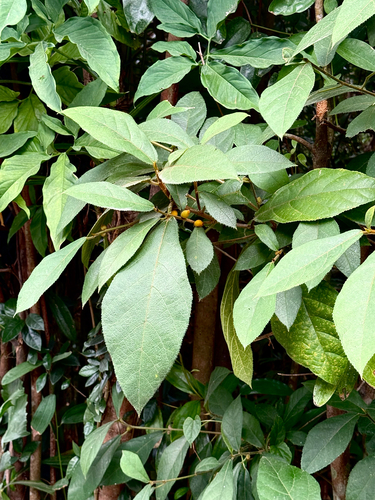 Ficus aurata observed 2026-09-10