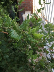 Magnoliopsida