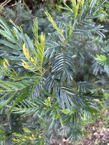 Acacia filicifolia, photograph 5