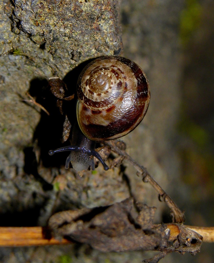 Leptaxis furva