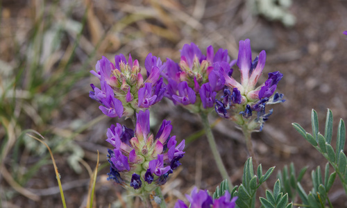Astragalus laxmannii, photograph 1