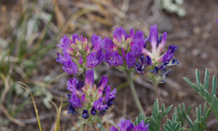 Astragalus laxmannii, photograph (c) Daughter Dad, some rights reserved (CC BY)
