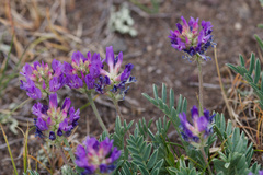 Astragalus laxmannii