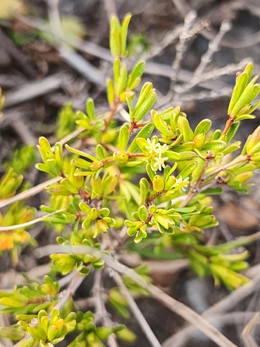 Pseudanthus orientalis observed 2026-09-10