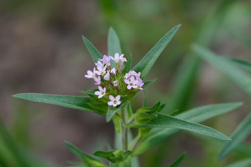 Collomia linearis, photograph 3