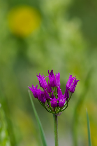 Allium brevistylum, photograph 2