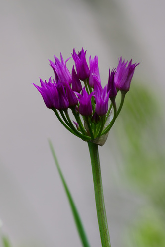 Allium brevistylum, photograph 3