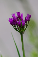 Allium brevistylum, photograph (c) Daughter Dad, some rights reserved (CC BY)
