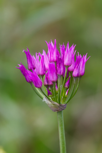 Allium brevistylum
