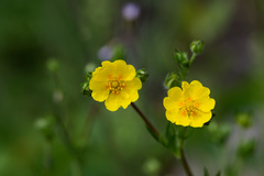 Potentilla gracilis