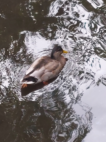 iNaturalist image