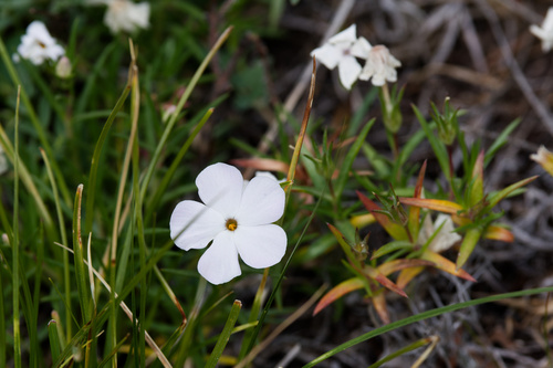 Phlox multiflora, photograph 3