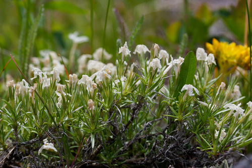 Phlox multiflora, photograph 2