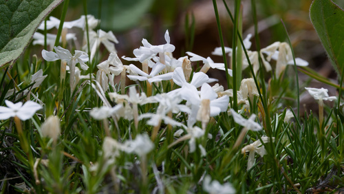 Phlox multiflora, photograph 1