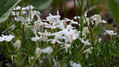 Phlox multiflora, photograph (c) Daughter Dad, some rights reserved (CC BY)