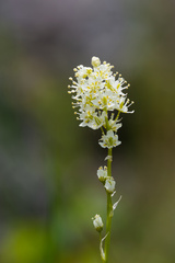 Toxicoscordion venenosum, photograph (c) Daughter Dad, some rights reserved (CC BY)