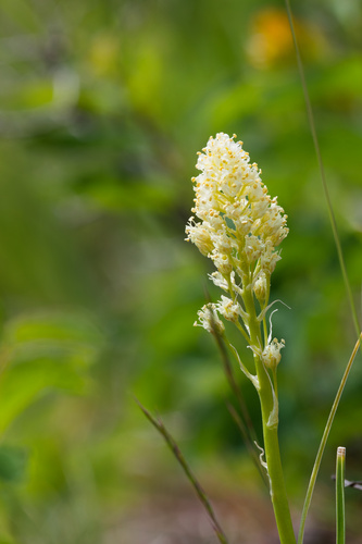 Toxicoscordion venenosum, photograph 2