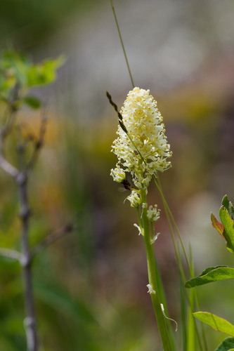 Toxicoscordion venenosum