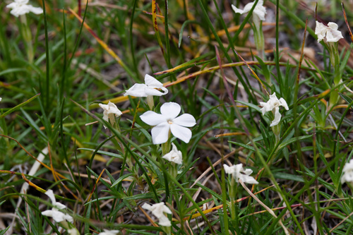 Phlox multiflora