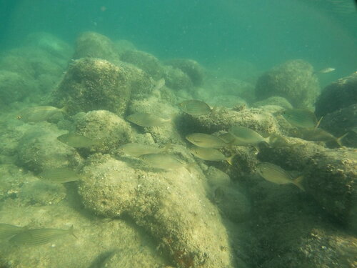 Salema Porgy