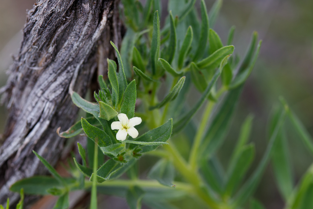 Lithospermum ruderale; photograph (c) Daughter Dad, some rights reserved (CC BY)