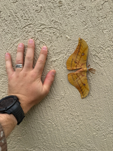Japanese Silk Moth