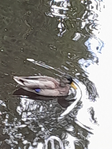 iNaturalist image