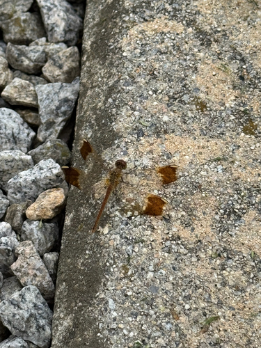 Banded Darter