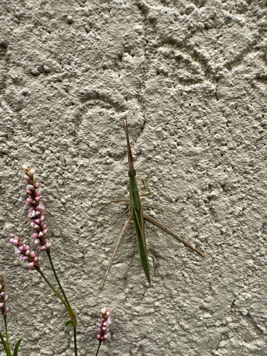 Oriental Longheaded Locust