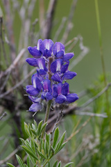 Lupinus sericeus, photograph (c) Daughter Dad, some rights reserved (CC BY)