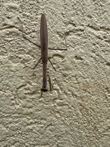 Narrow-winged Mantis