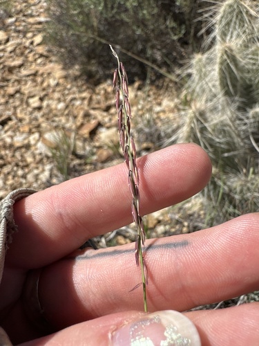 sideoats grama