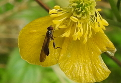 Sphegina