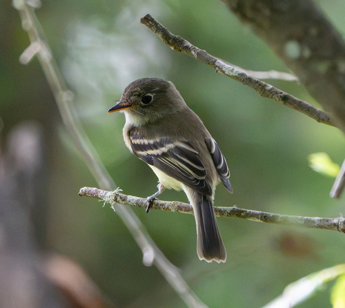 Least Flycatcher